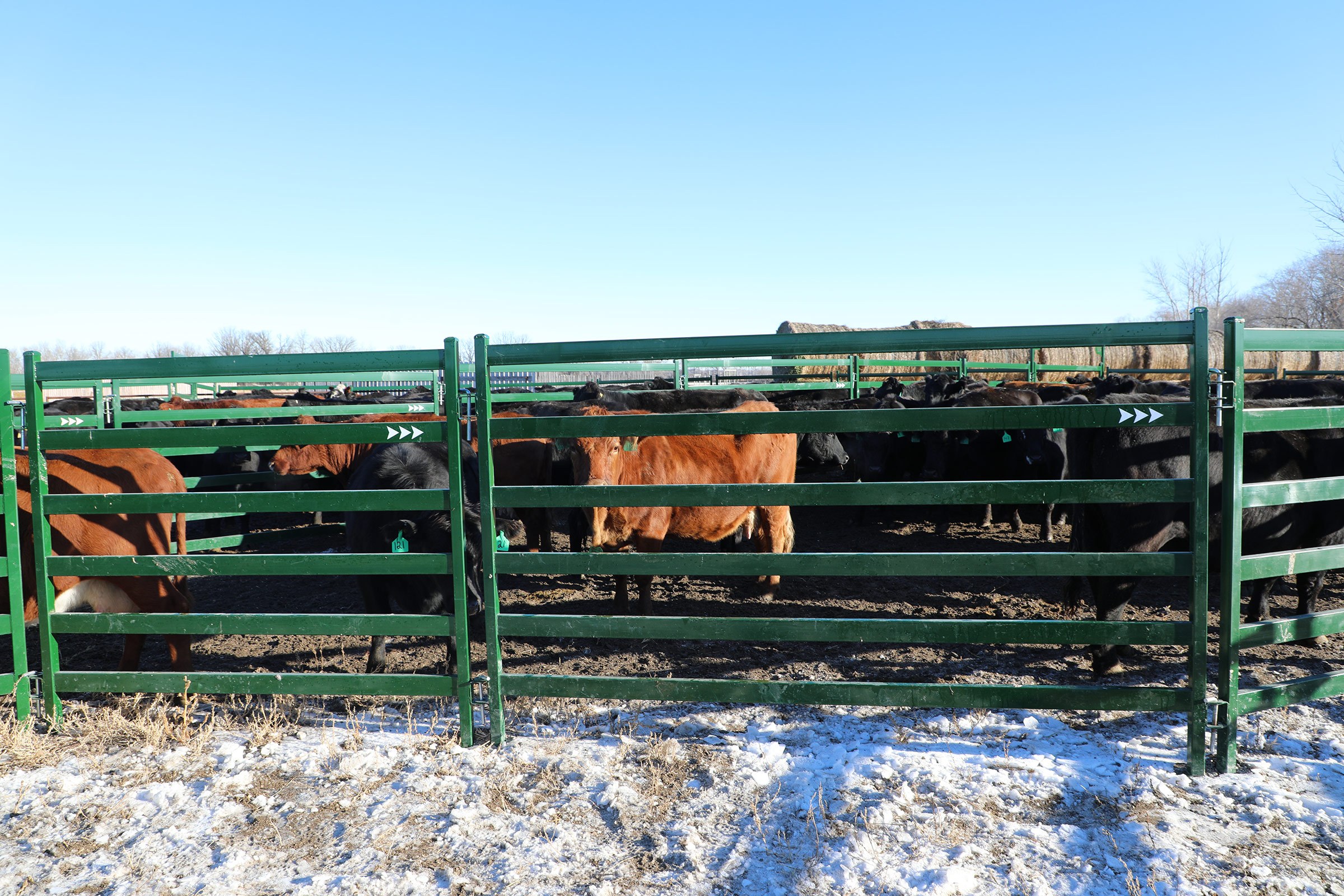 Group of cattle standing behind corral panels with large rectangular cattle panel railings that prevent bruising and minimize challenging