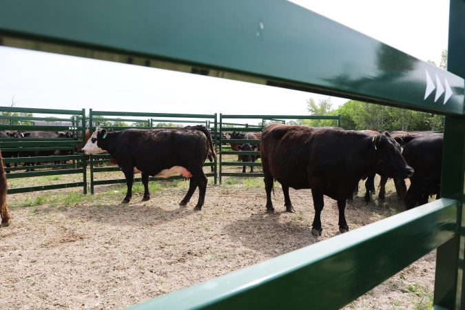 Close-Up of Heavy Duty Rectangular Cattle Panel Railings 3 inches thick that prevent bruising