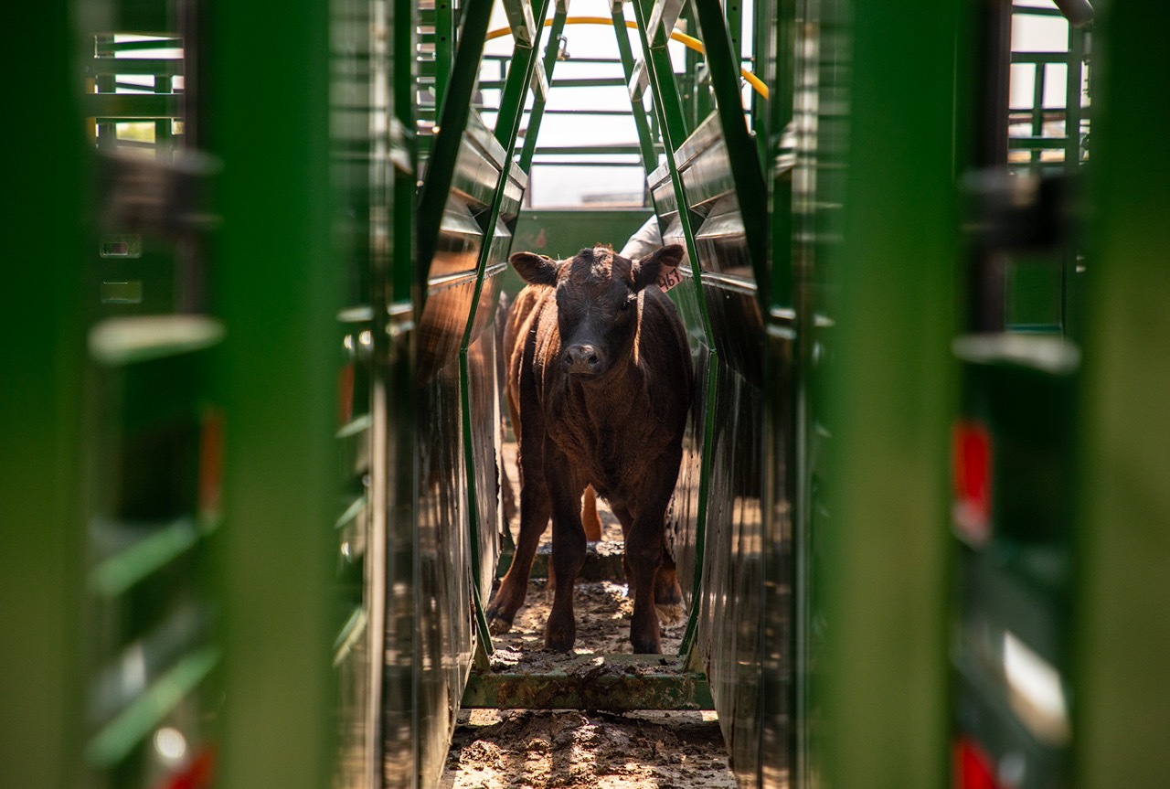 Black calf in Easy Flow Elite Adjustable Alley