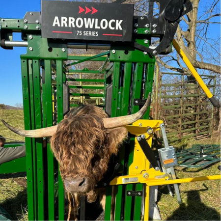 Arrowlock 75 series cattle chute with highland cow secured in head gate and head holder