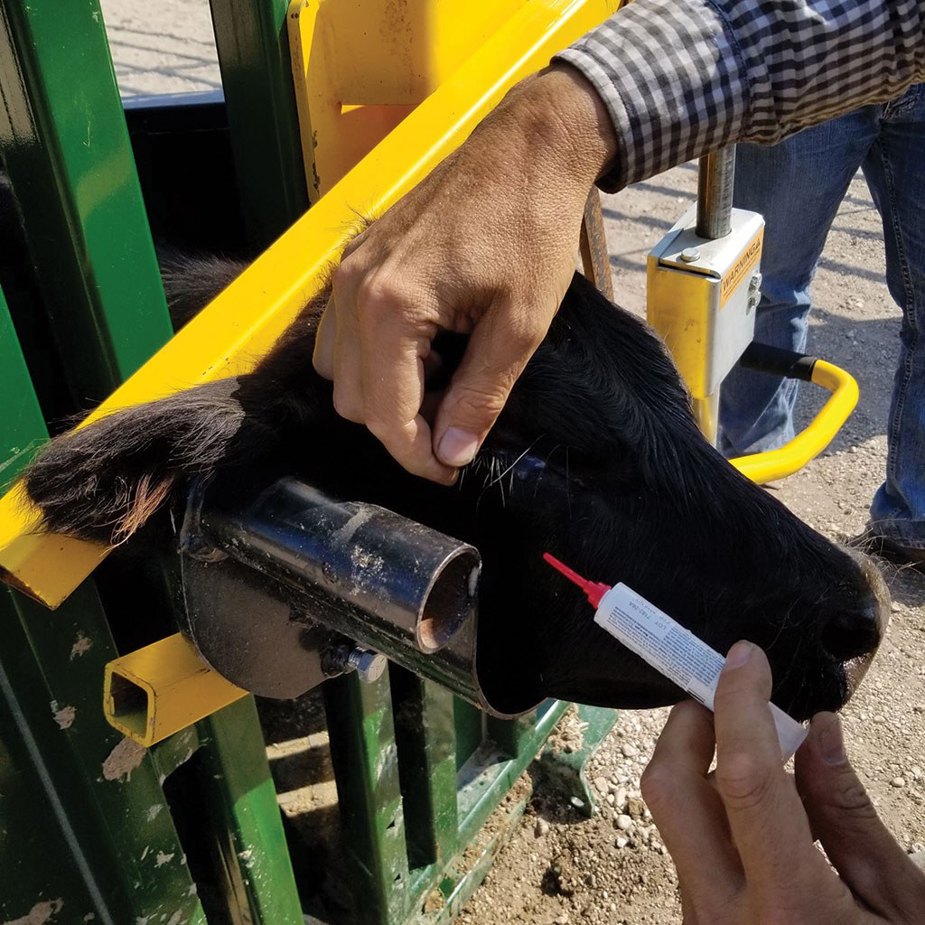 Cattle head holder restraining calf for safe eye medication application in chute