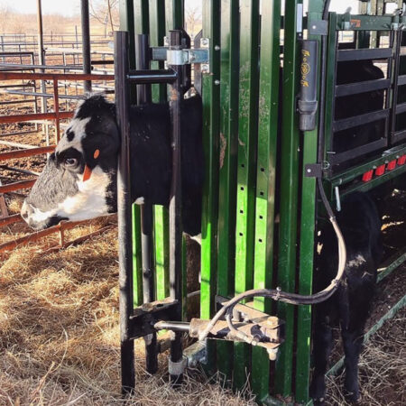 Head sweep holding cow’s head steady in chute to allow clear access for vaccines