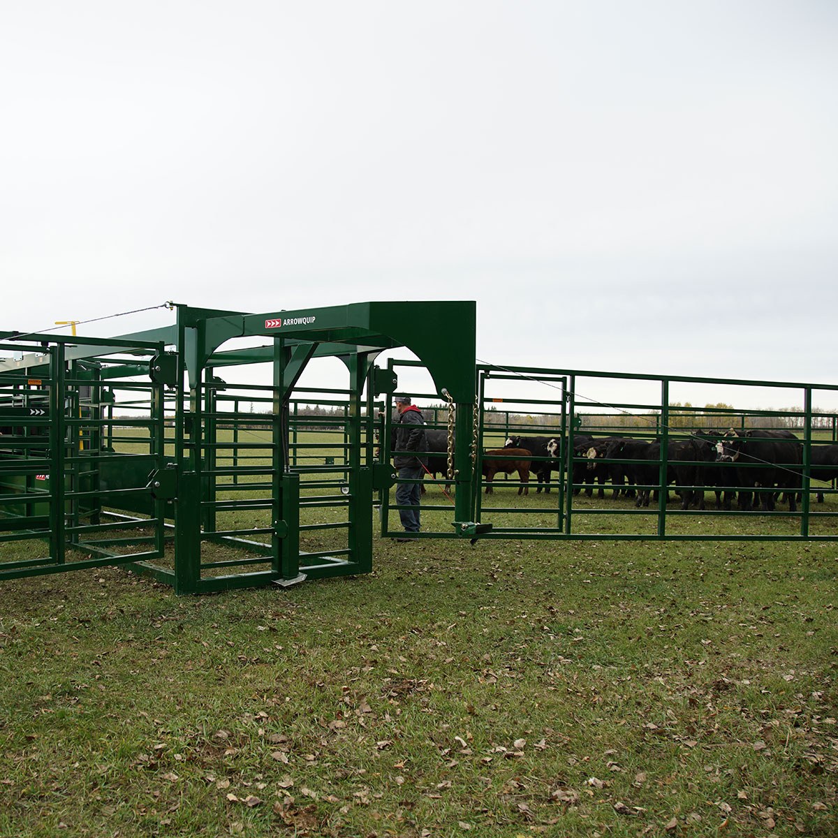 Heeler portable corral system with cattle calmly waiting in one of the large pens