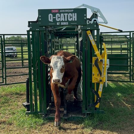 Q-Catch 87 Series on the Heeler 87C Portable Corral with brown cow calmly exiting
