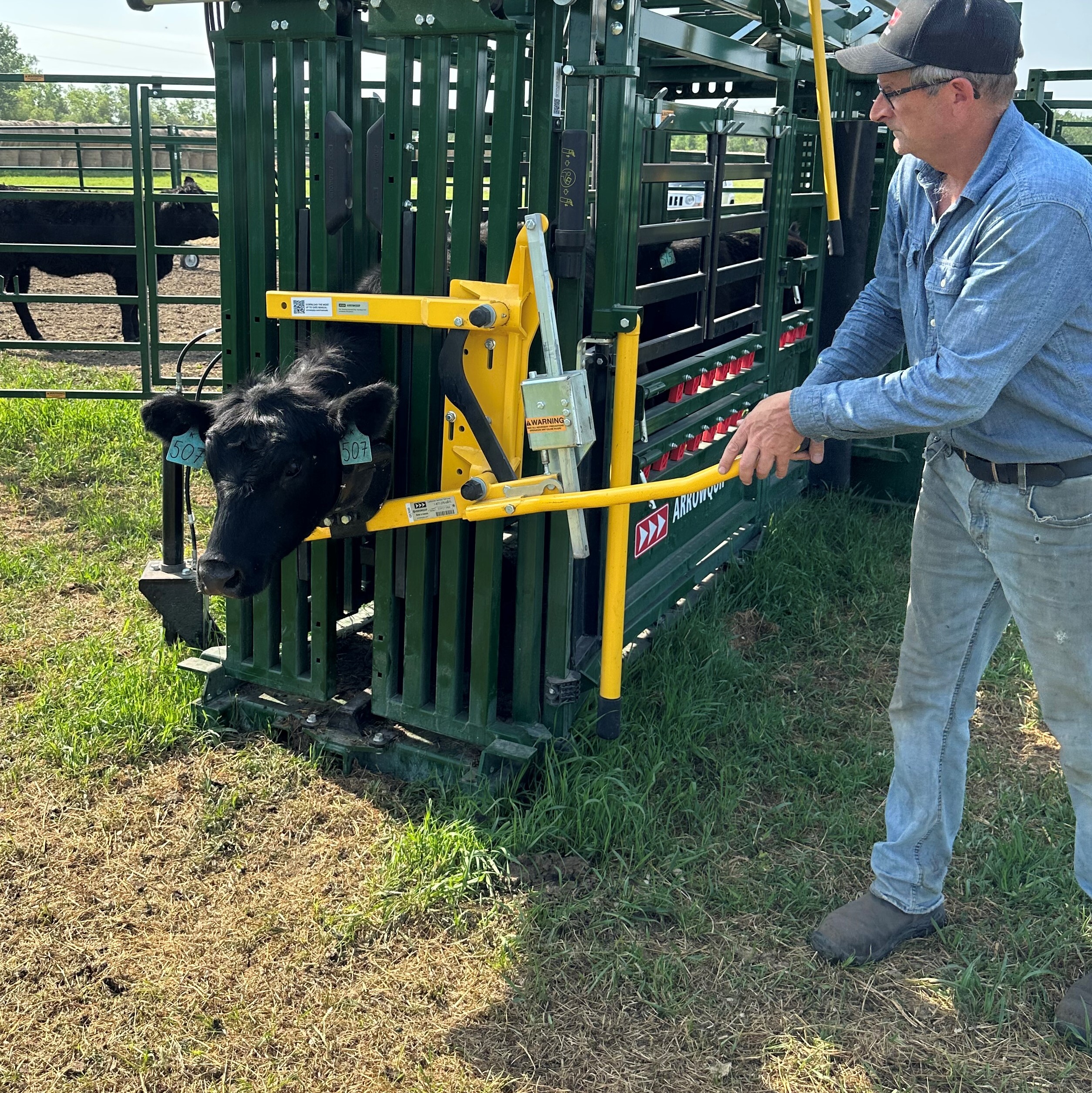 Heeler 87C Portable Corral with Q-Catch 87 series chute with black cow safely secured in head holder by male rancher