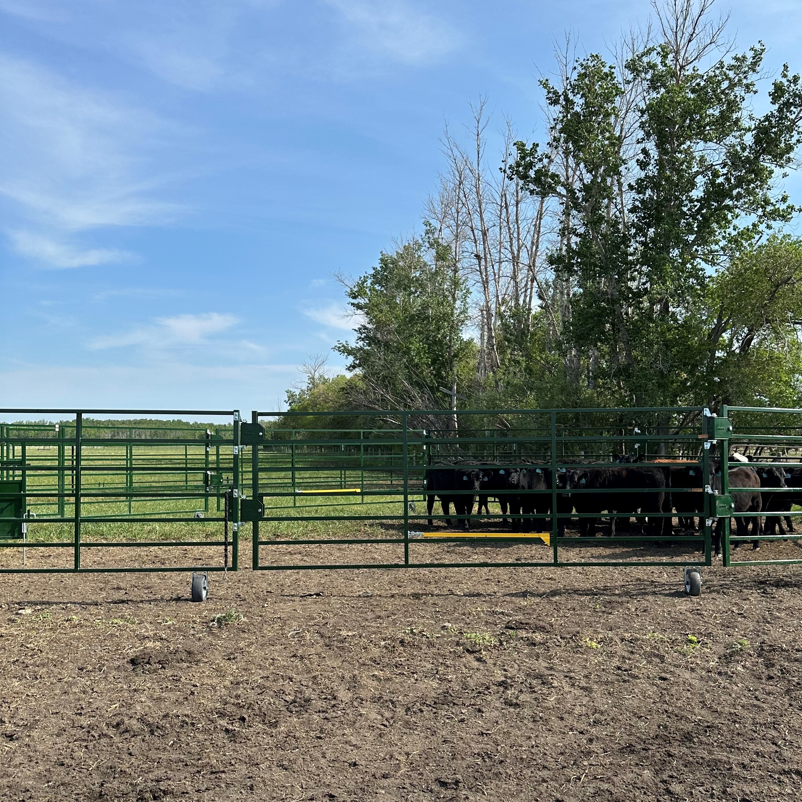 Heeler 87C Portable Corral with cattle waiting calmly in one of the pens