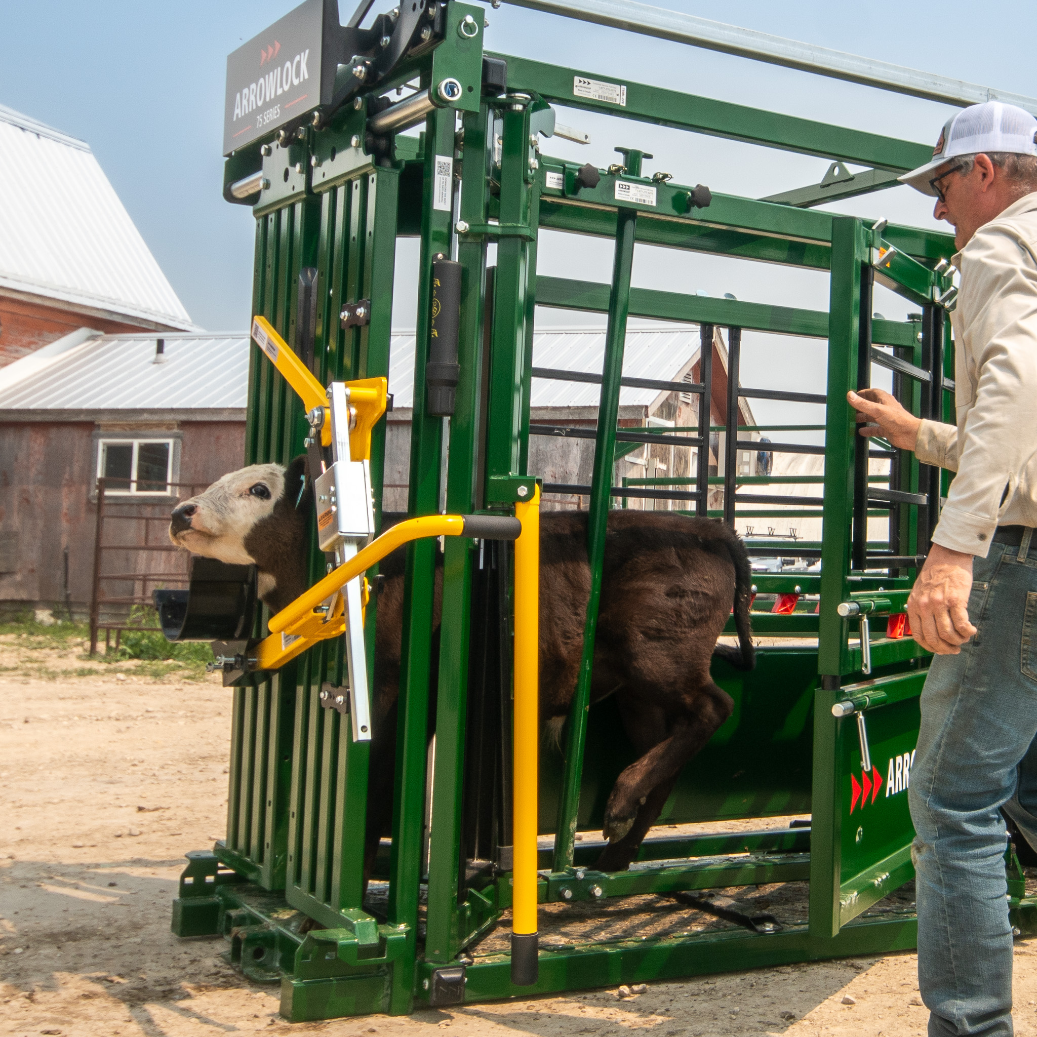 Calf being held in place with calf restrainer bar in Arrowlock 75 cattle chute