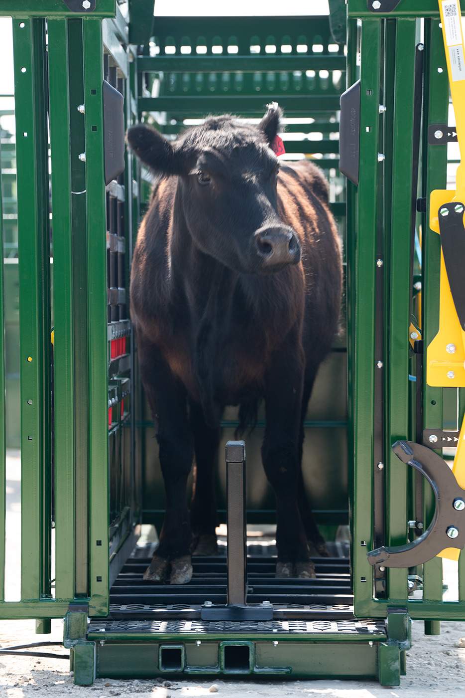 Dark brown cow in cattle chute with sternum bar installed
