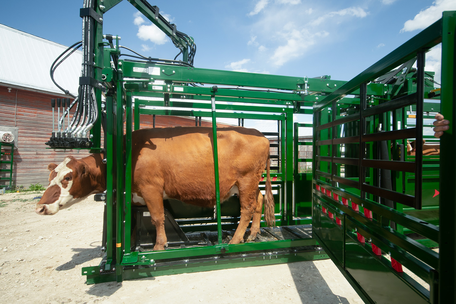 Brown cow being held in place with calf restrainer bar and head gate in Powerlock 108 series hydraulic cattle chute