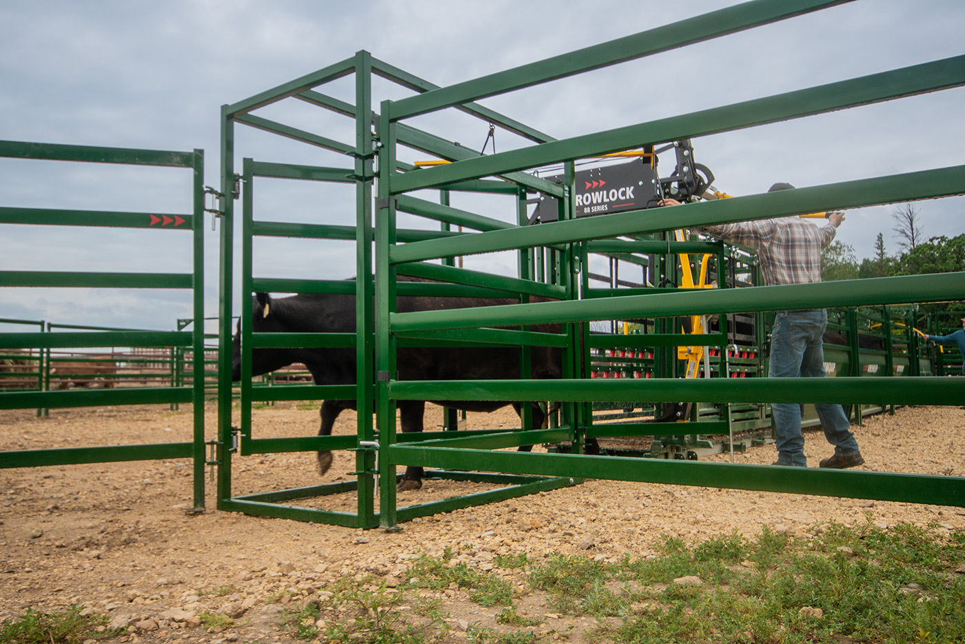 rancher using post chute draft module to sort black cow into corral pen after exiting the cattle chute