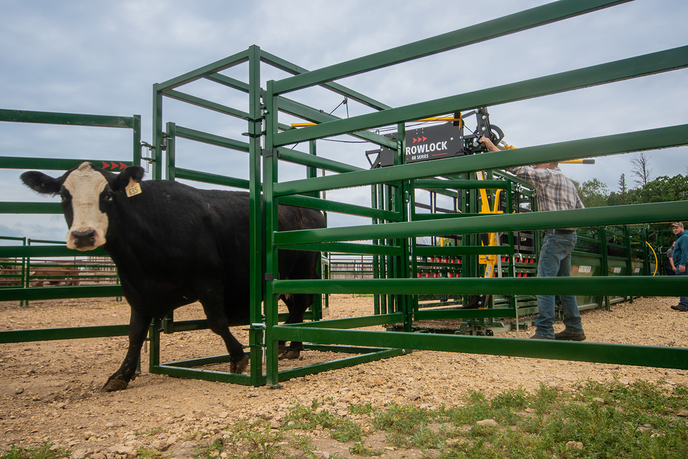 black cow with bald face markings cow walking calmly from through post chute draft module into cattle corral with rancher working in background