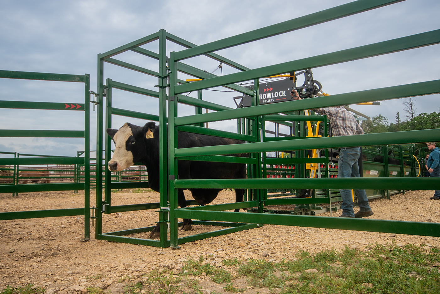 black cow with bald face markings walking calmly from manual chute through post chute draft module with rancher working in background