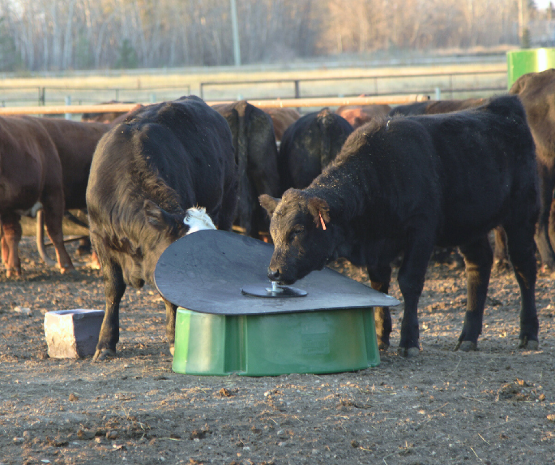 Cattle eating from mineral feeder