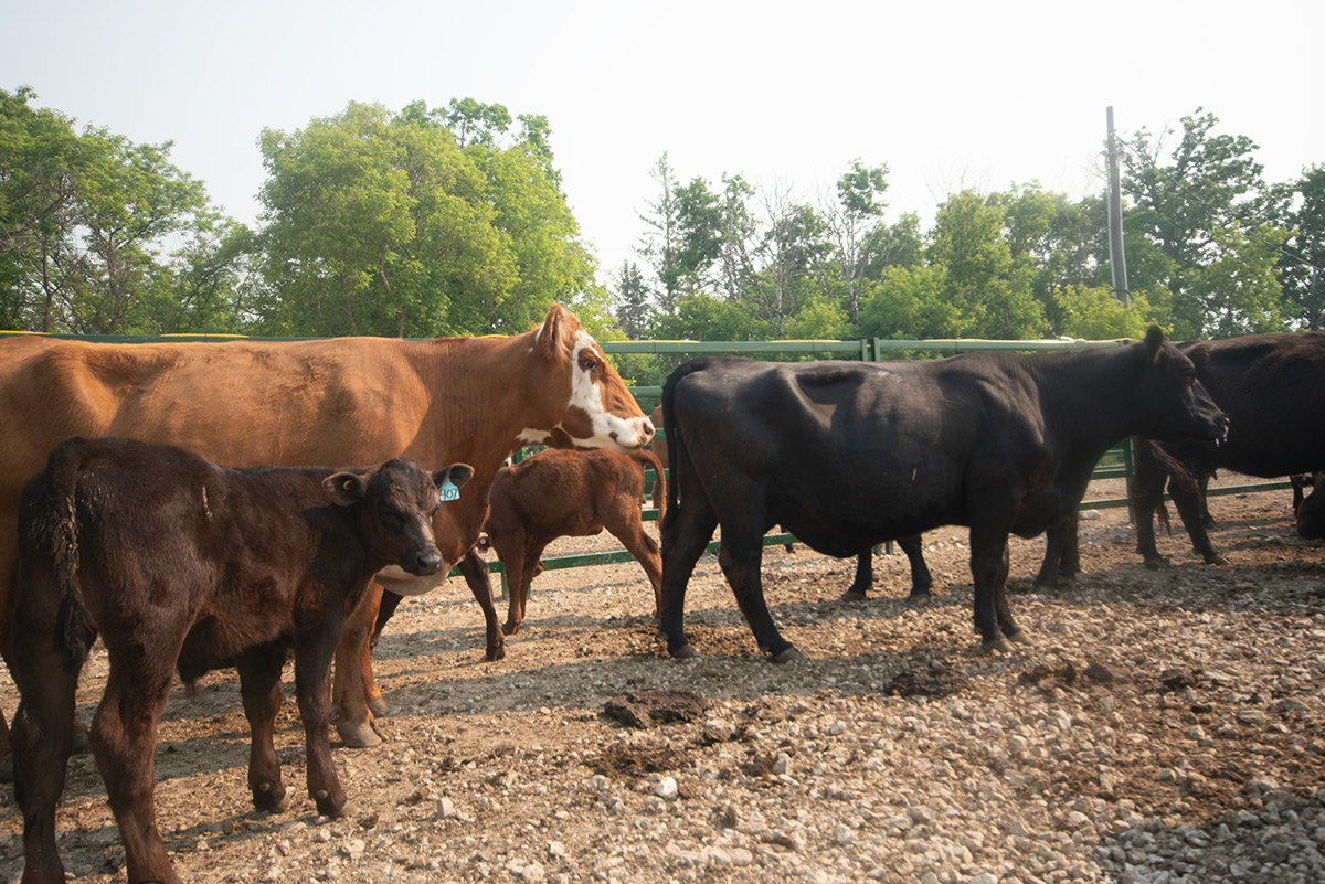Cattle walking in handling system