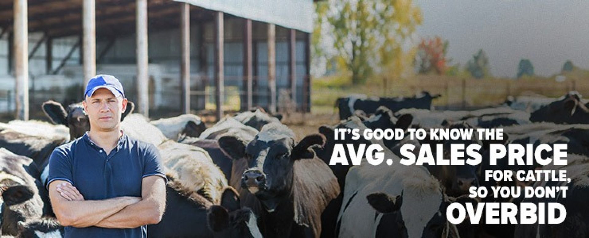 Cattle sale prices and advice for cattle producers