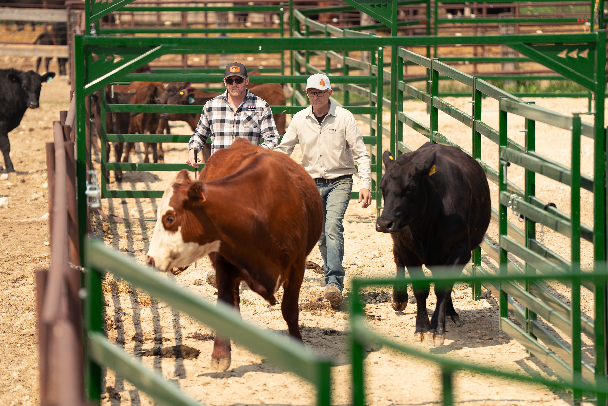 Two ranchers leading cattle through cattle panels pass