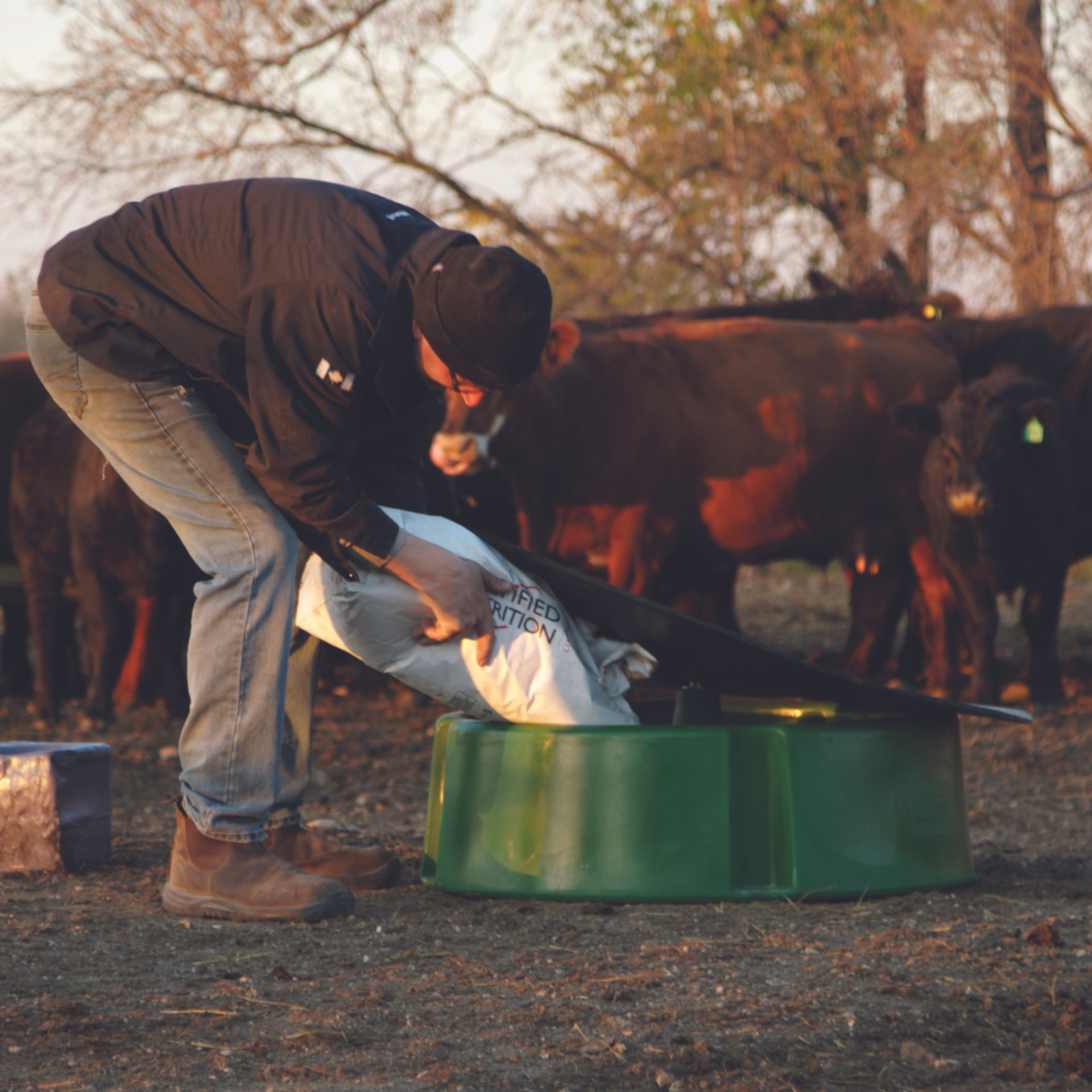 Feeding cattle in the guardian mineral feeder