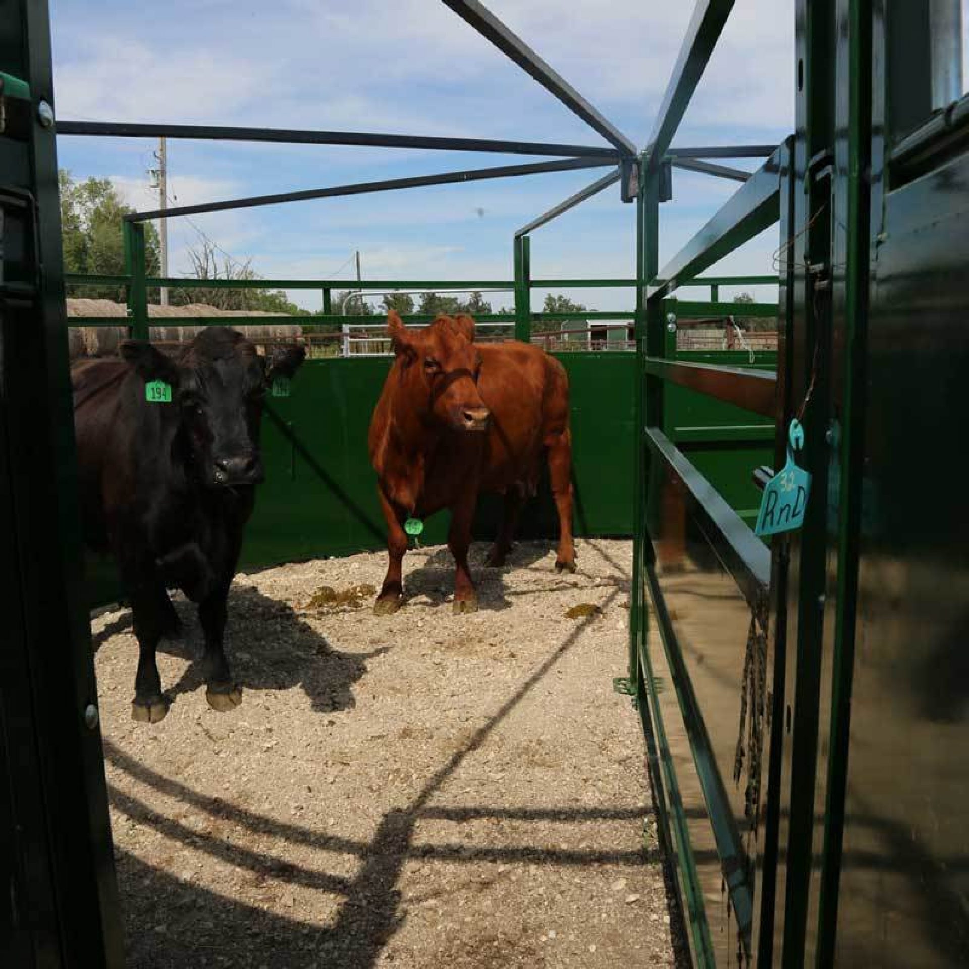 Brown and black cows standing calmly in BudFlow cattle crowding tub