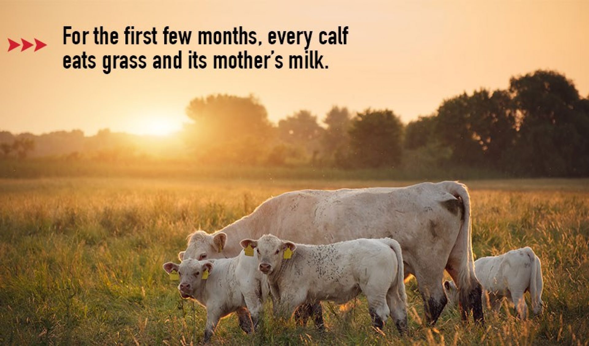 Three white calves standing beside cow with text overlay