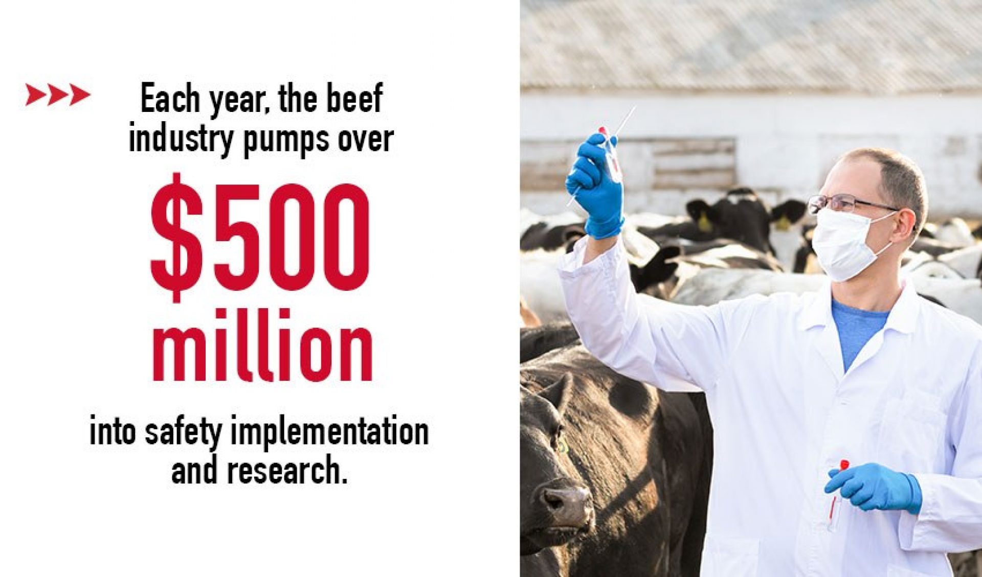 Beef industry safety statistics