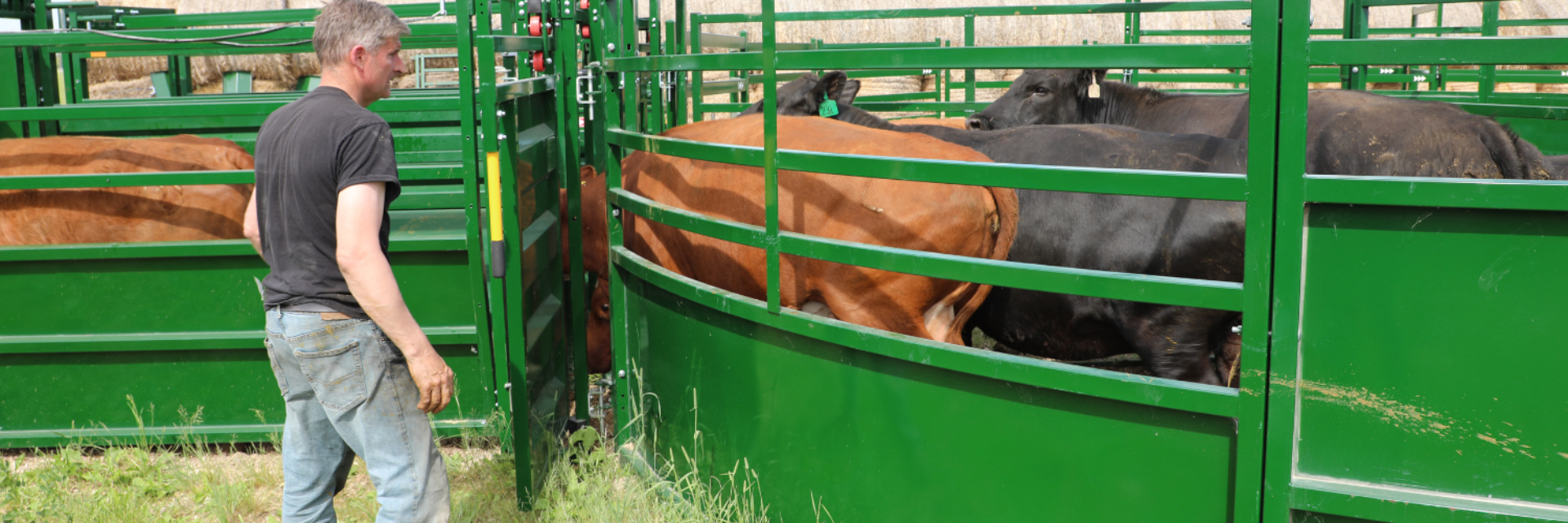 Working Cattle in Tub Header