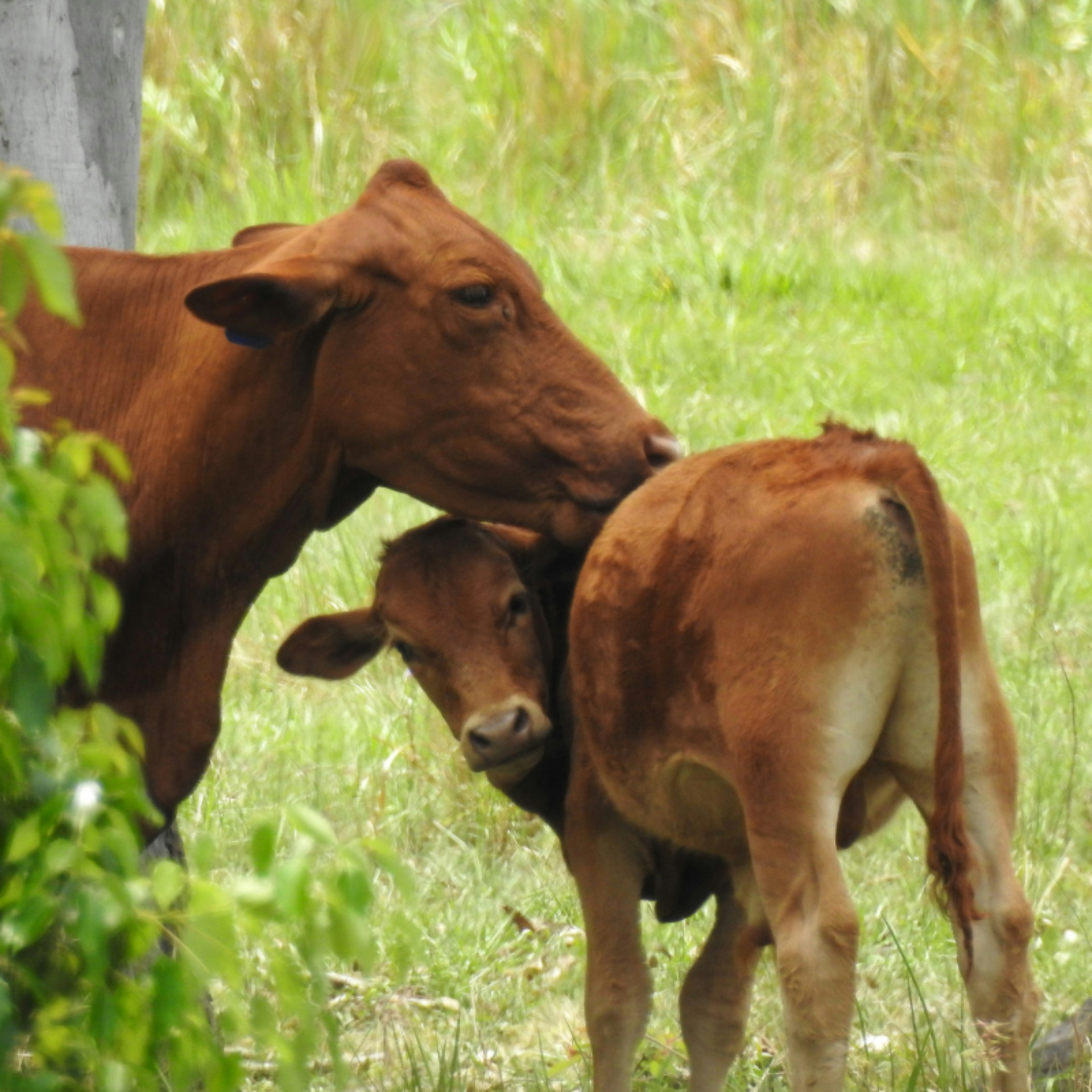 Cow maternal instinct