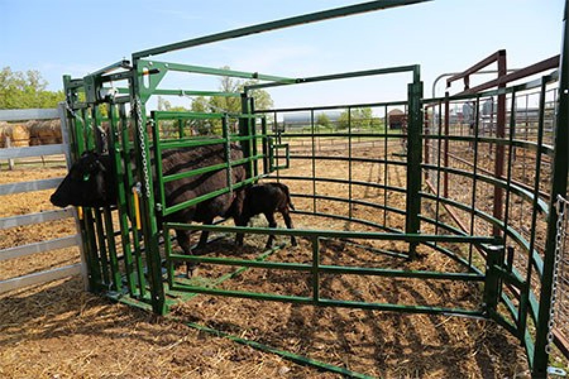 Cow and calf in a maternity pen