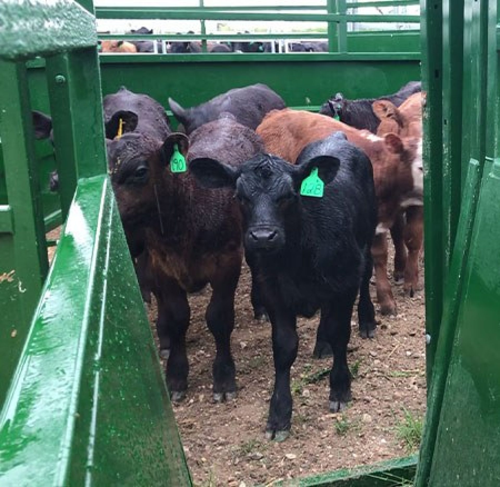 Group of black calves entering an alley