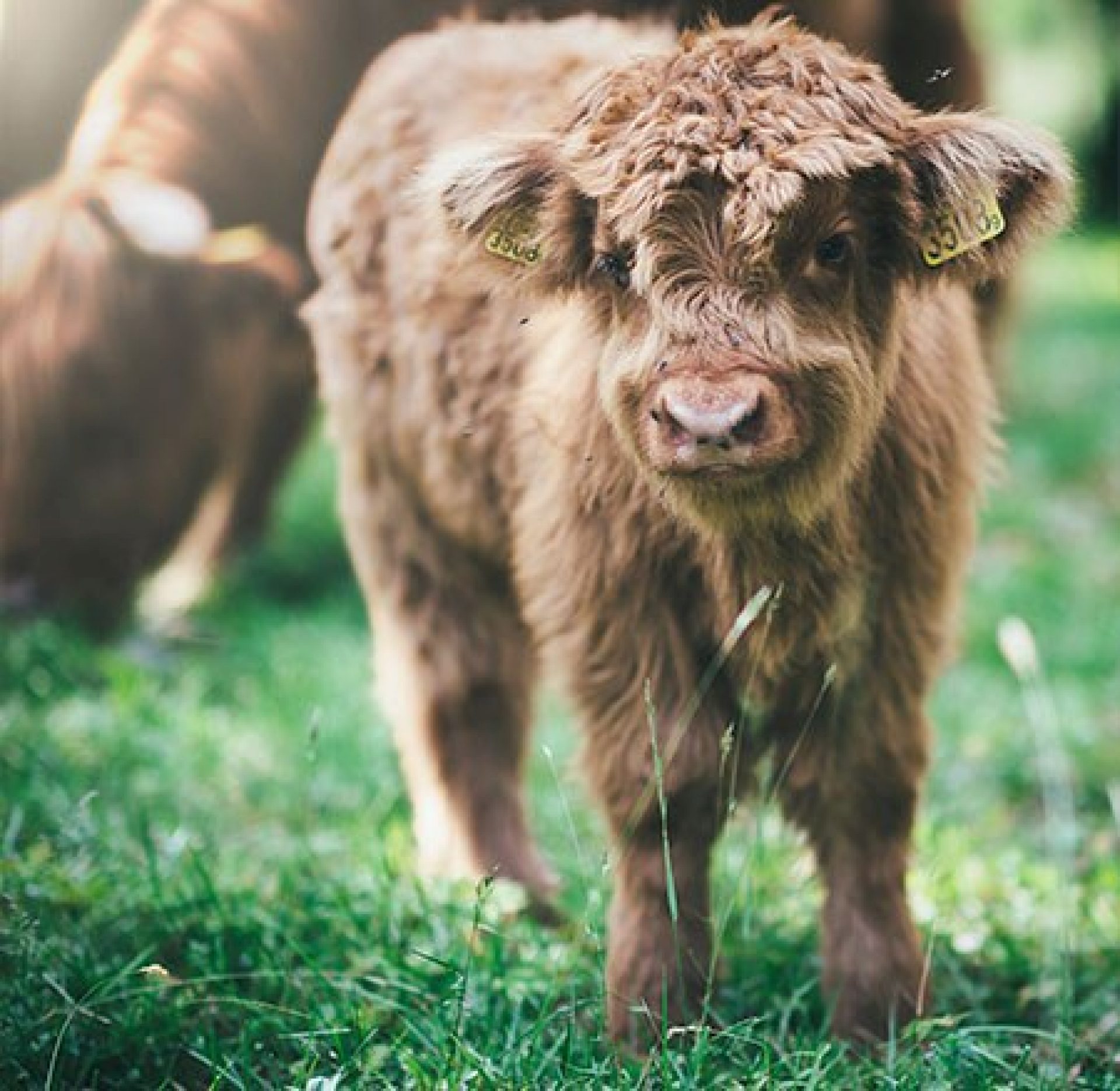 Small brown calf standing on grass
