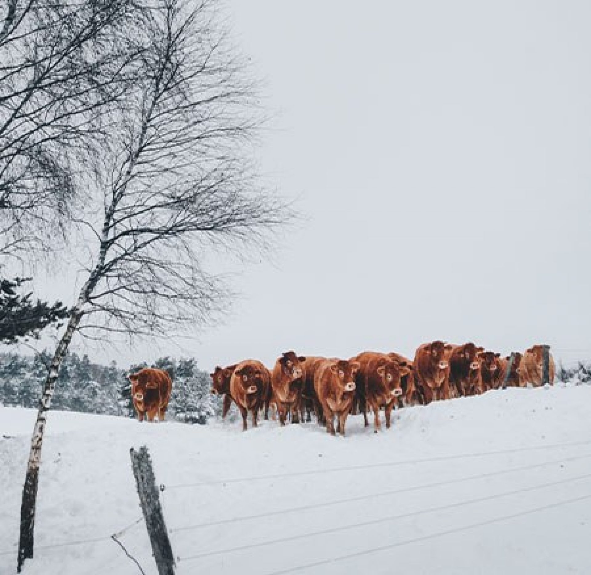 Herd of red cows walking through snow covered pasture