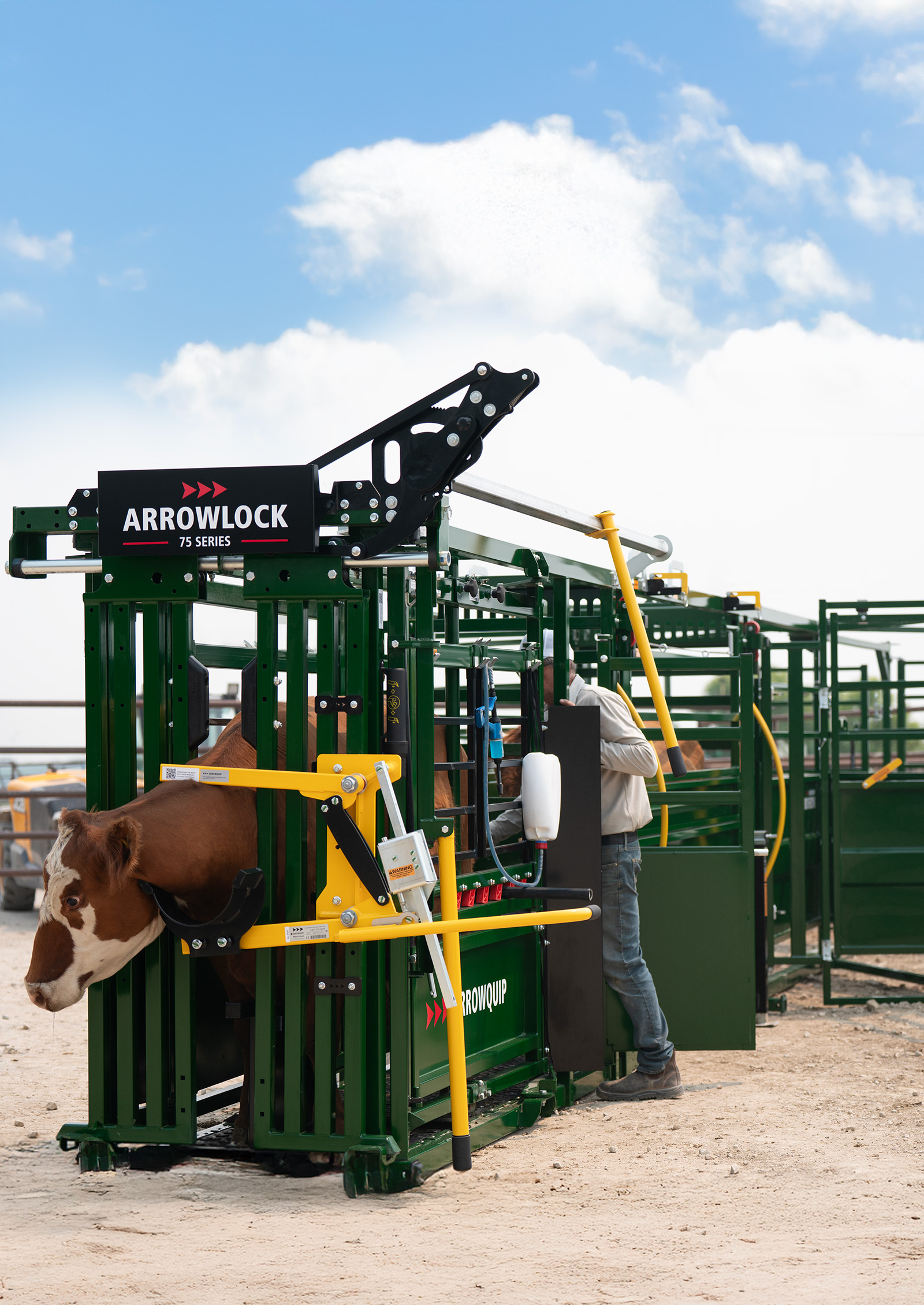 Rancher entering vet cage at back of Arrowlock cattle chute with brown cow secured in head gate for safe access