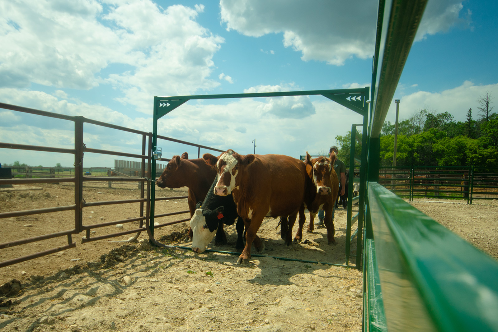 Herd of brown and black cattle moving through cattle bow gate in alleyway