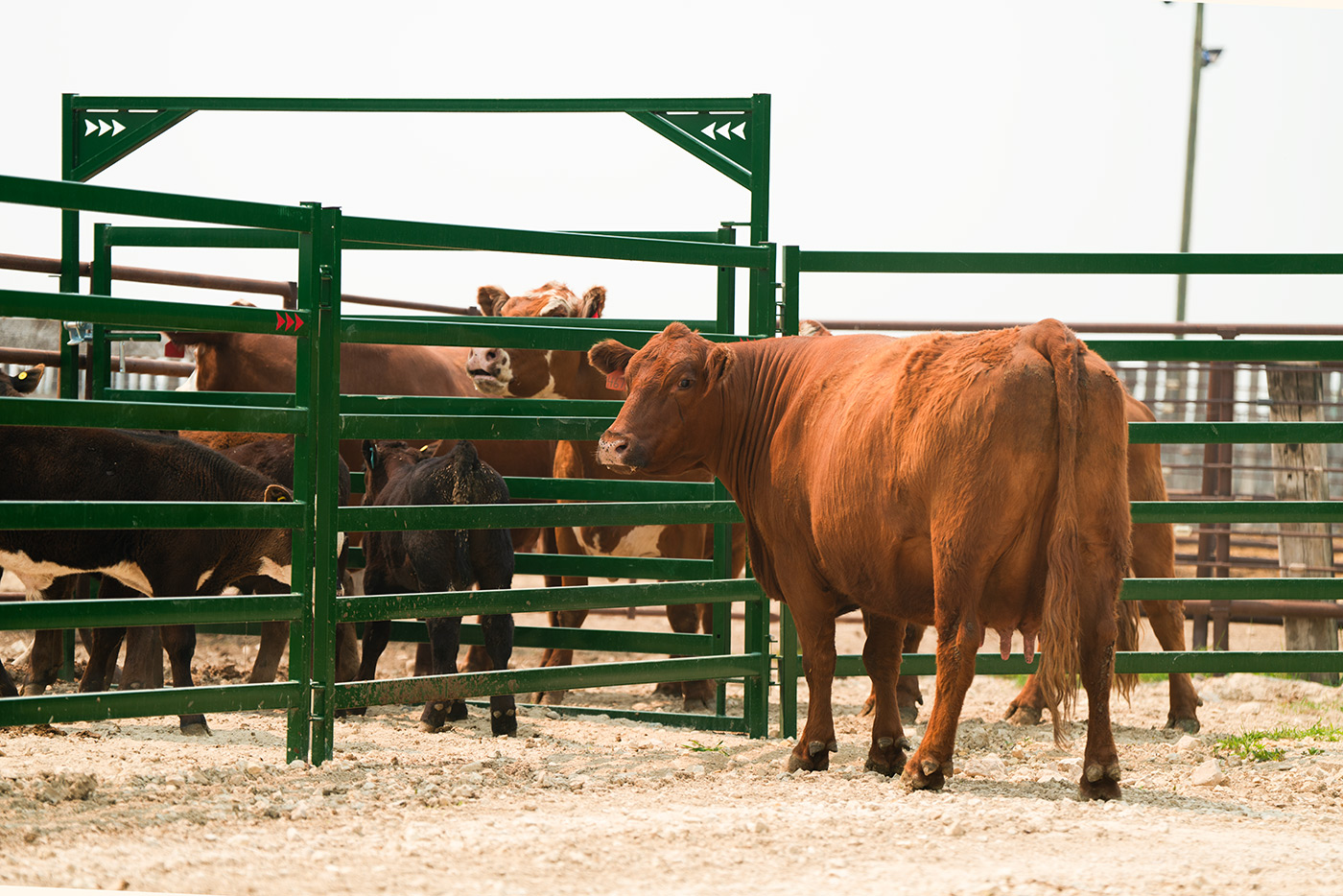 Cattle divided between gates and panels