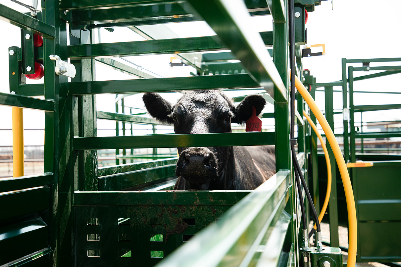 Rolling door stopping flow of cattle between two alleys