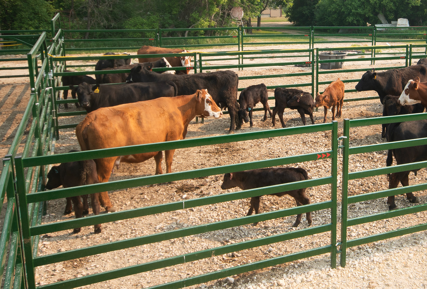 Hard of black and brown cattle safely contained in cattle corral panels