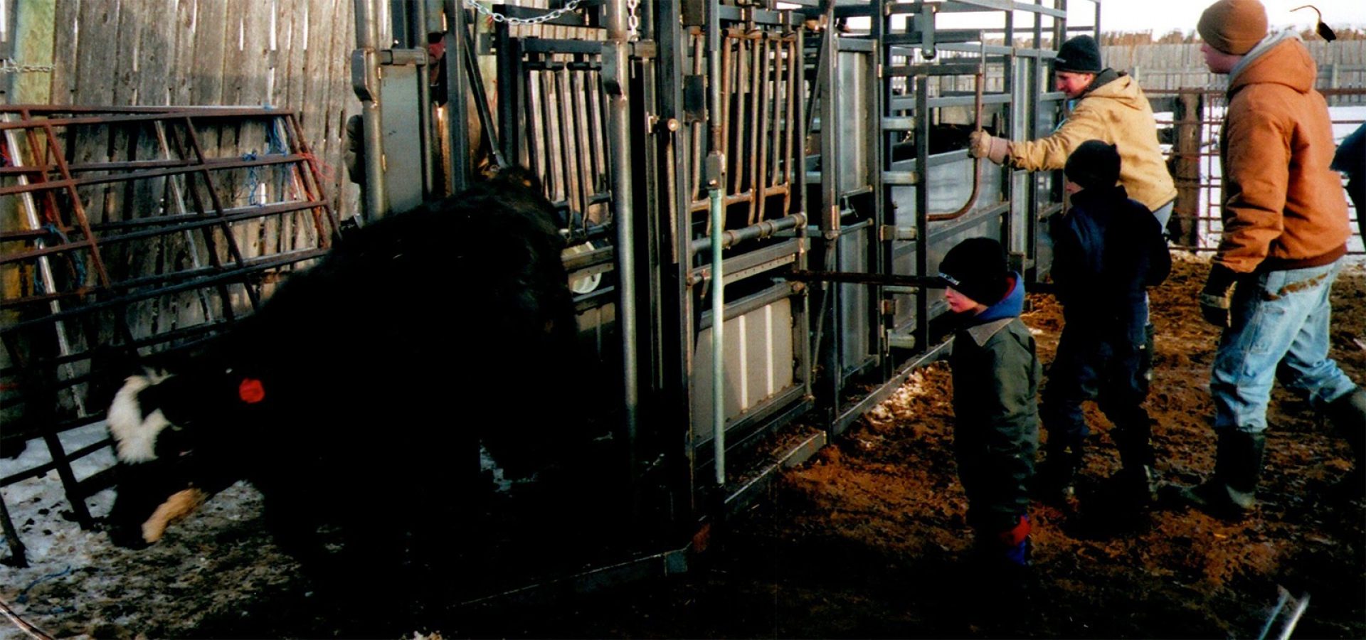 Testing an old version of Arrowquip cattle chute