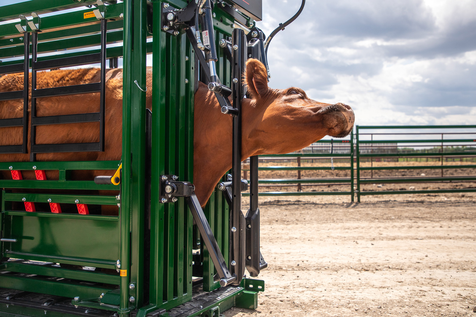 Cow caught in neck extenders