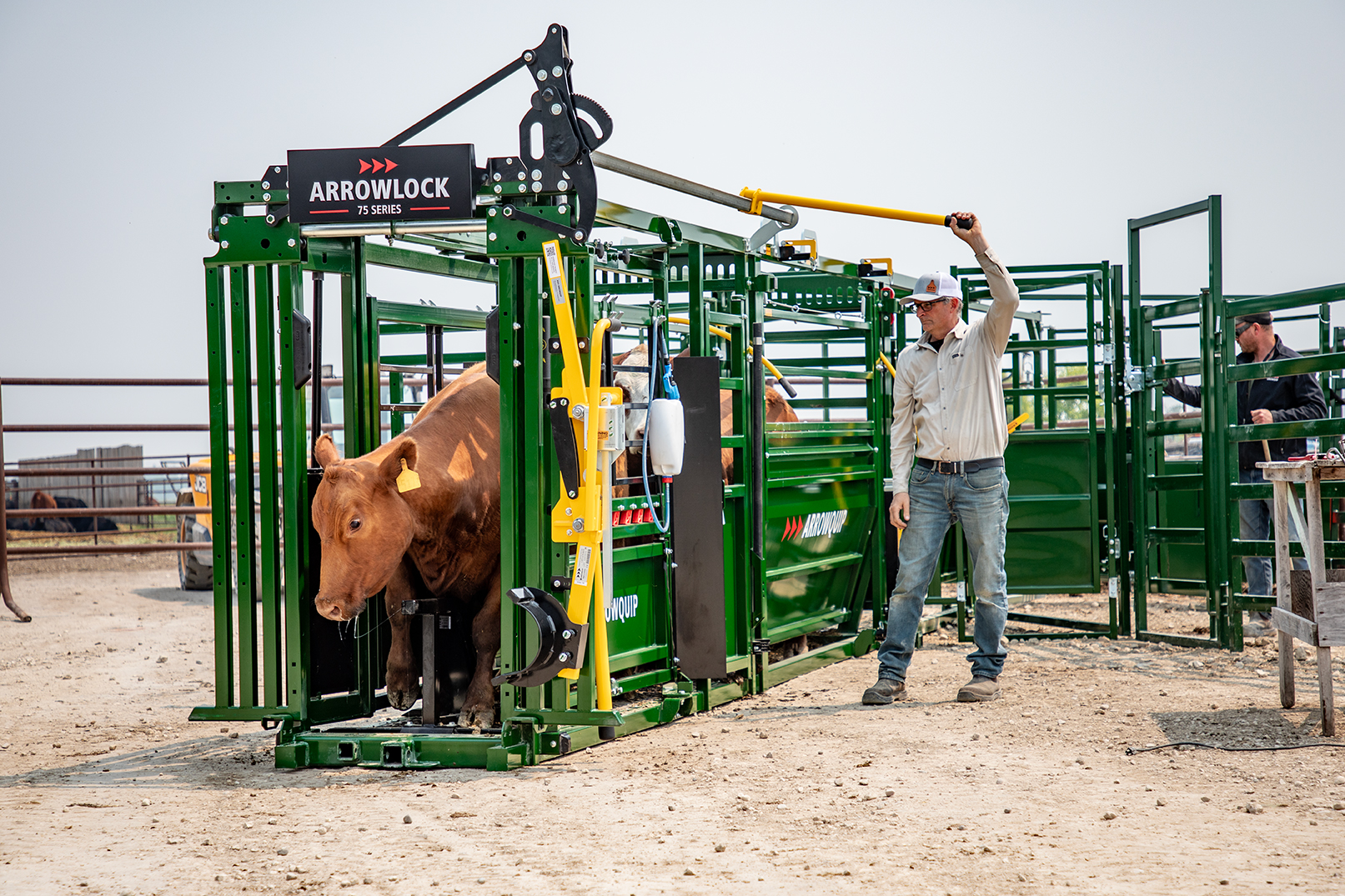 Rancher opening head gate on Arrowlock 75 series squeeze chute to release brown cow