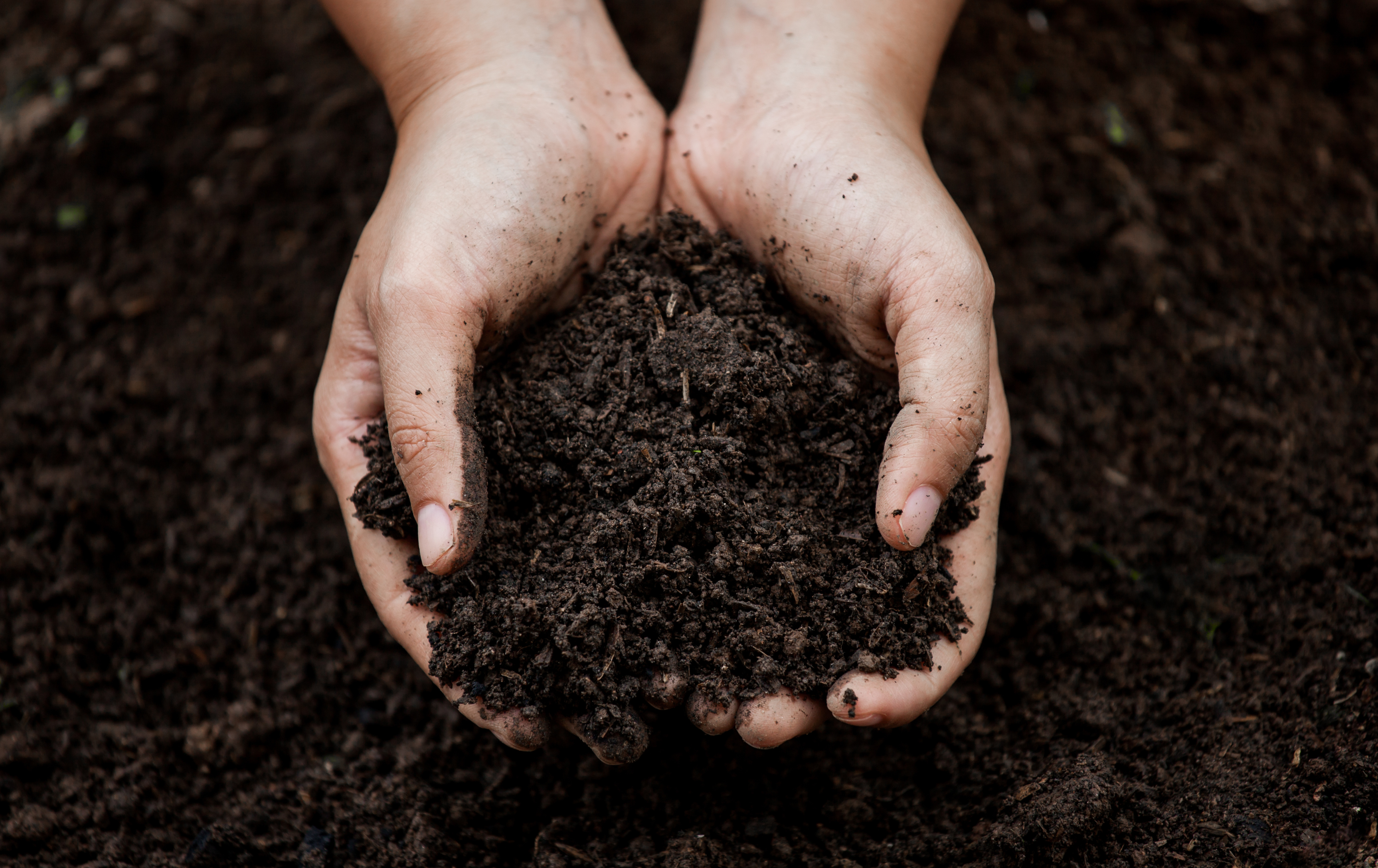 Person holding soil in their hands for testing for their lawn
