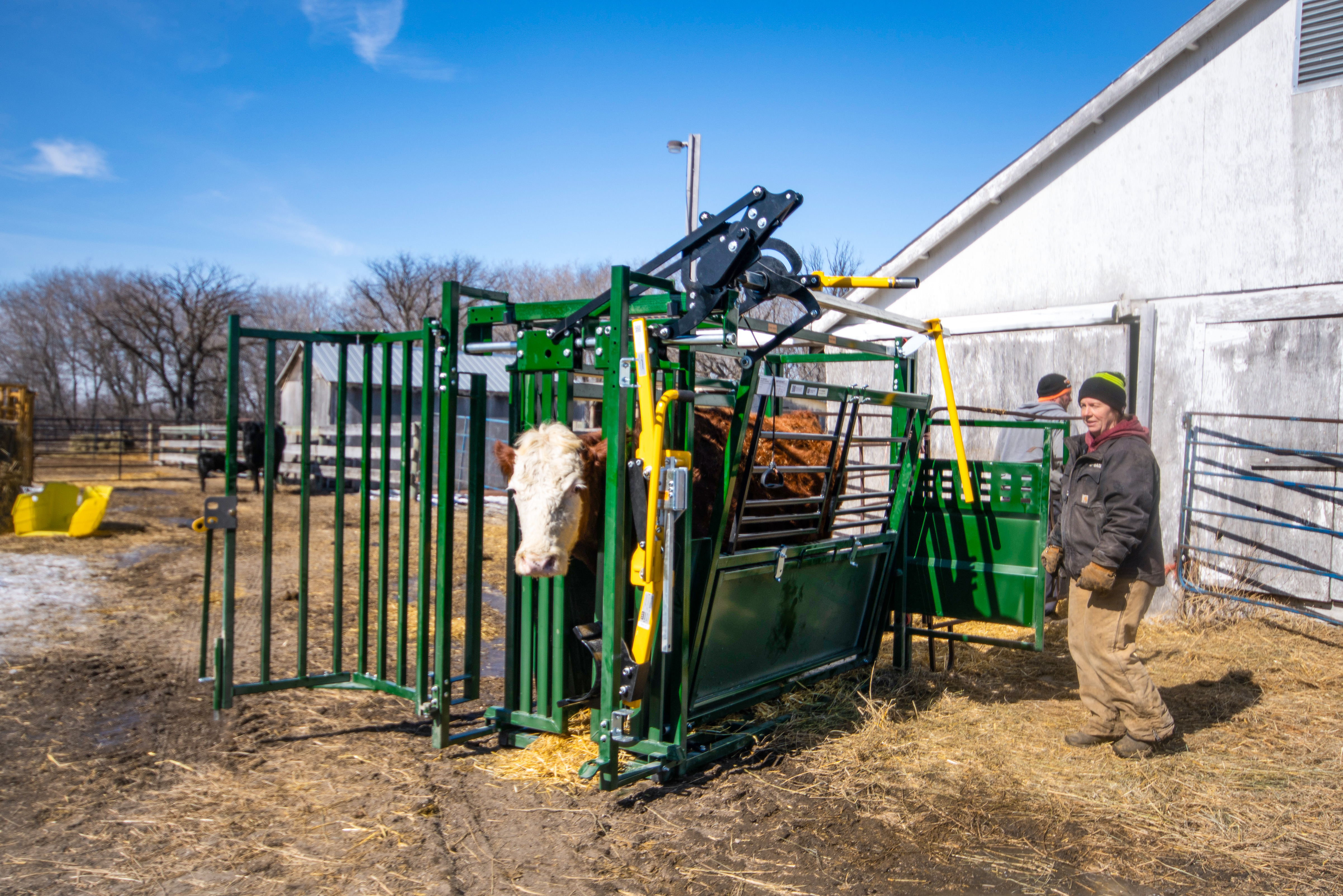 Easylock cattle working chute with brown cow with white bald face markings in head gate