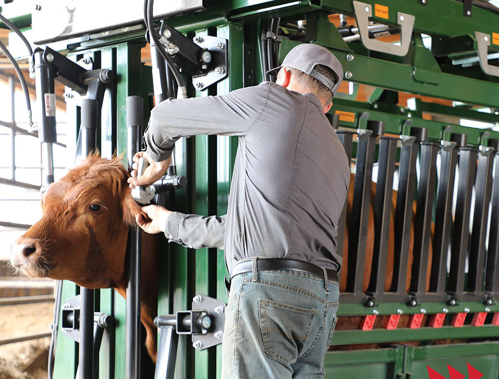Rancher ear tagging brown cow in the General Hydraulic Chute with hydraulic neck extenders