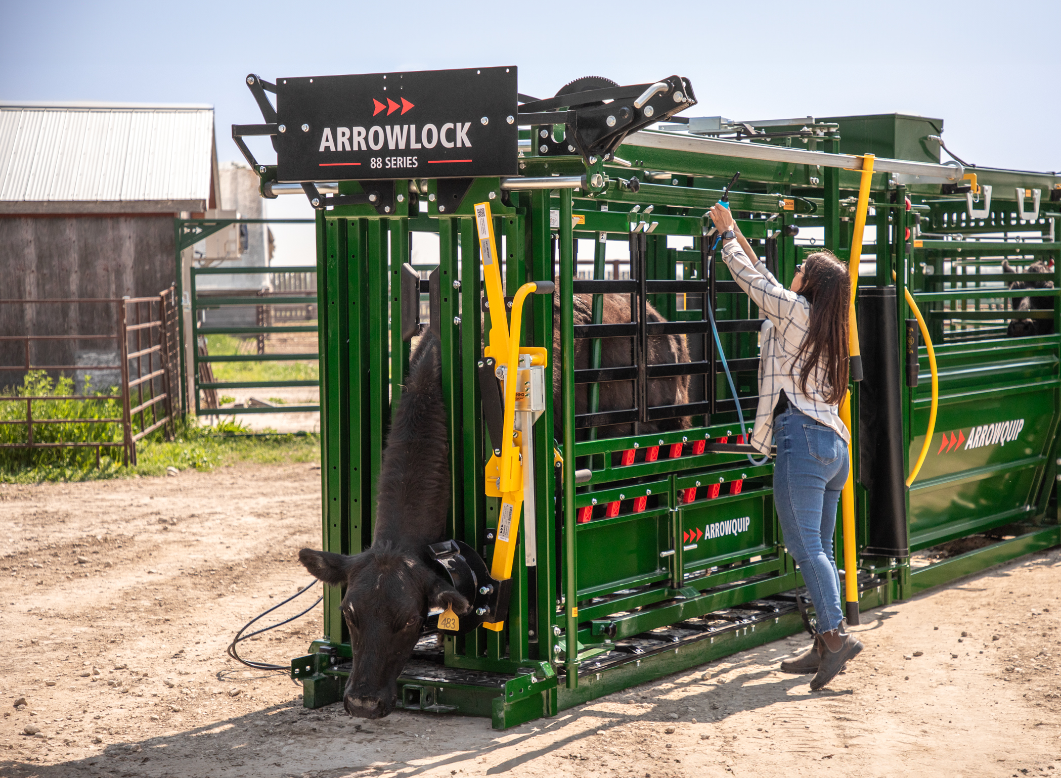 Woman rancher reaching to apply pour on on black cow in Arrowlock 88 Portable Chute and Alley