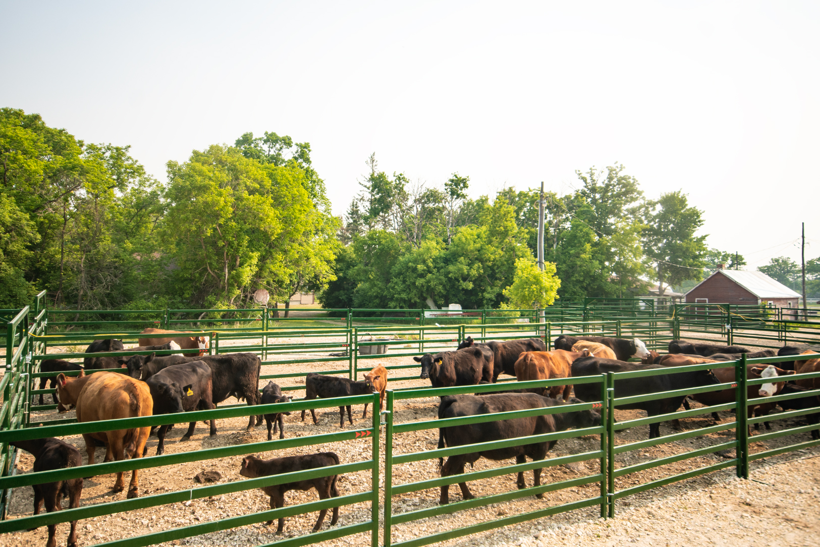 Herd of cattle on a ranch divided in pens using arrow cattle panels