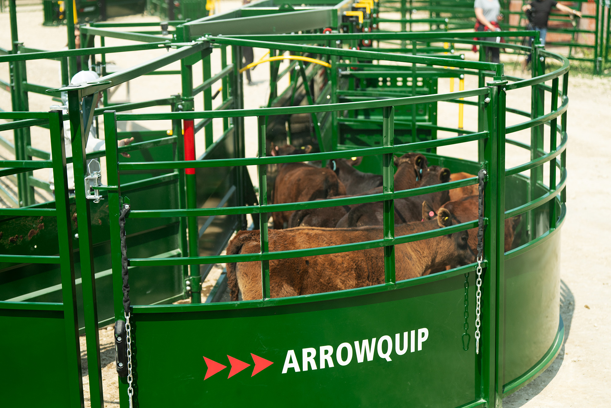 Several brown calves being gently guided through BudFlow tub in alley