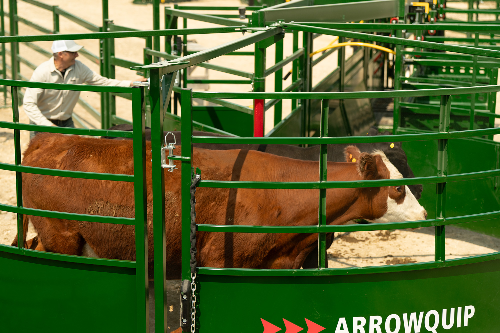 Brown cow entering into BudFlow cattle crowding tub using animal science calmly
