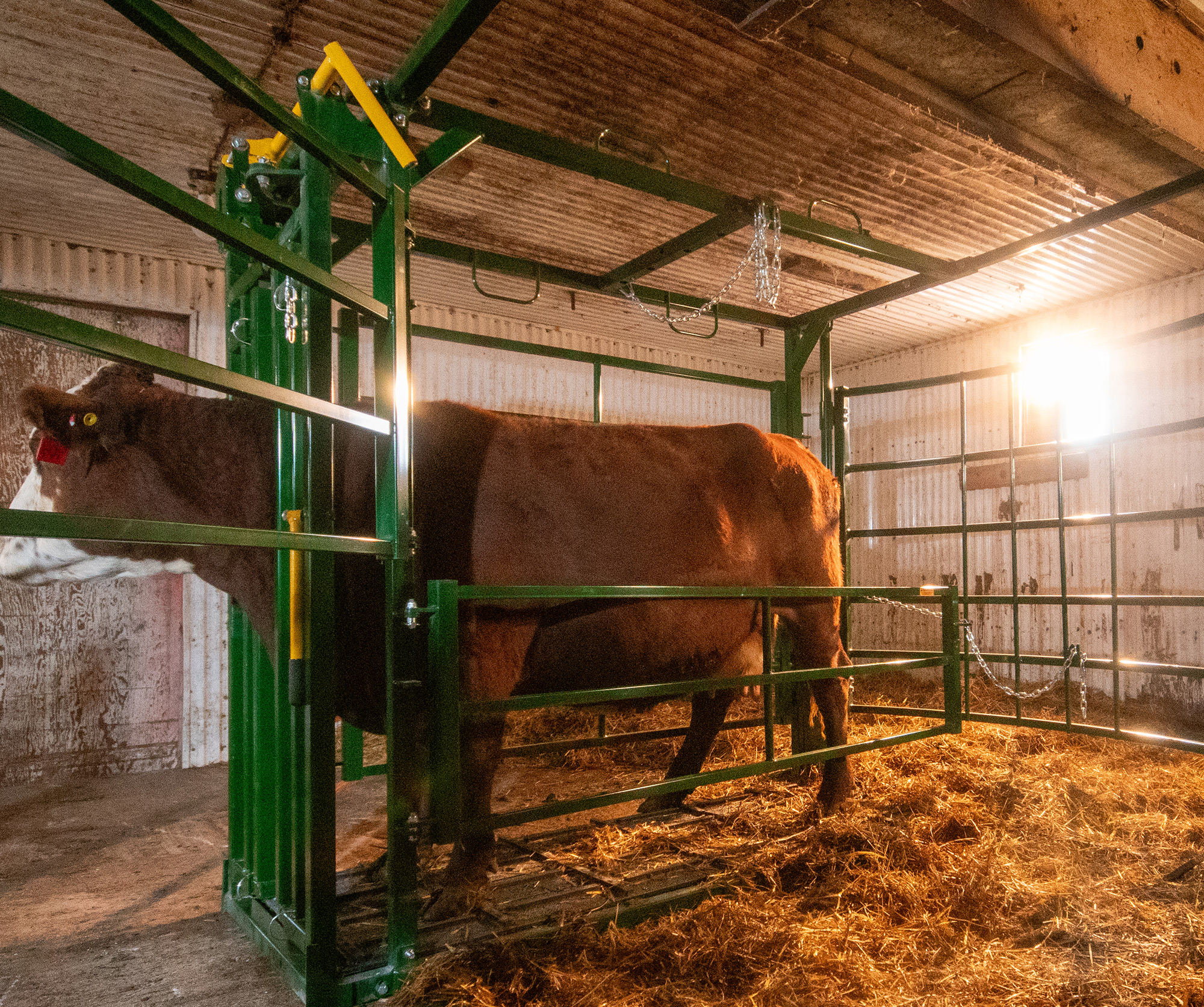 Brown cow safely secured in calving pen with top gate open for safe access
