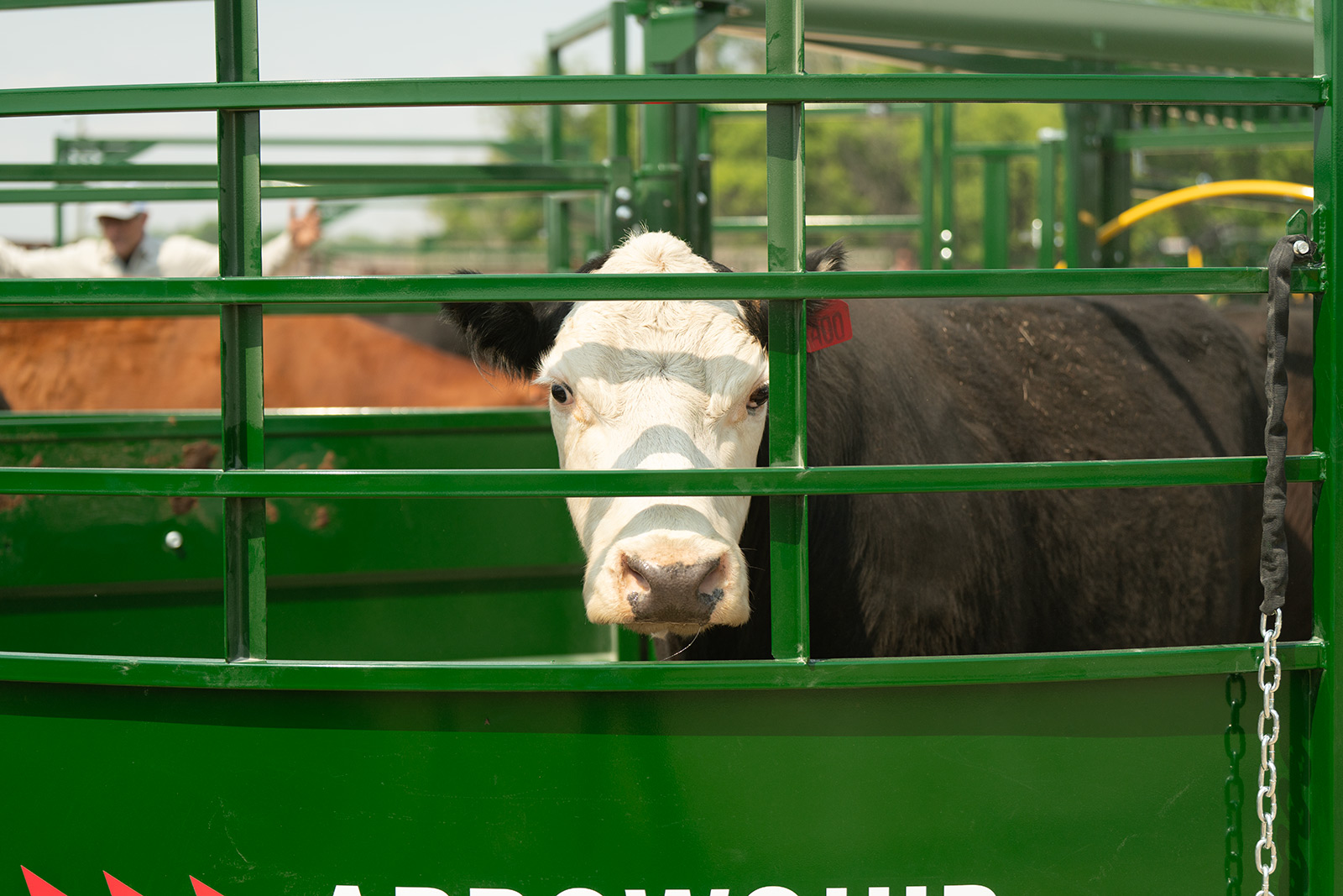 Cow looking out from Budflow 3E bars