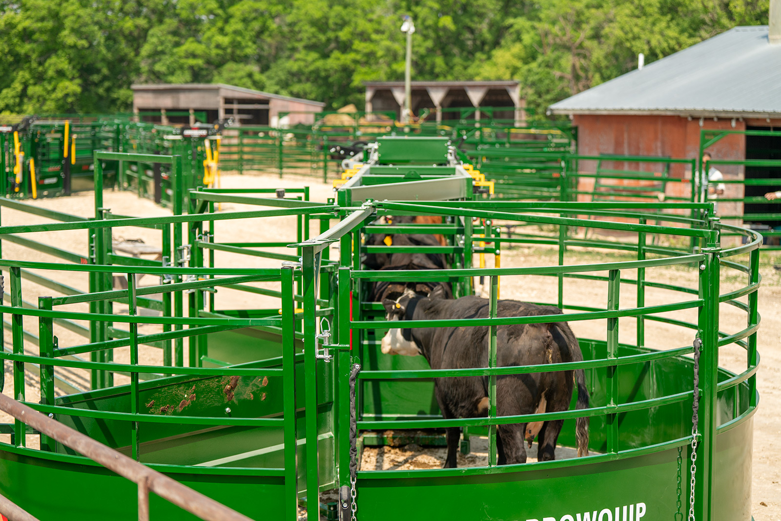 Cow waiting in BudFlow tub to enter alley