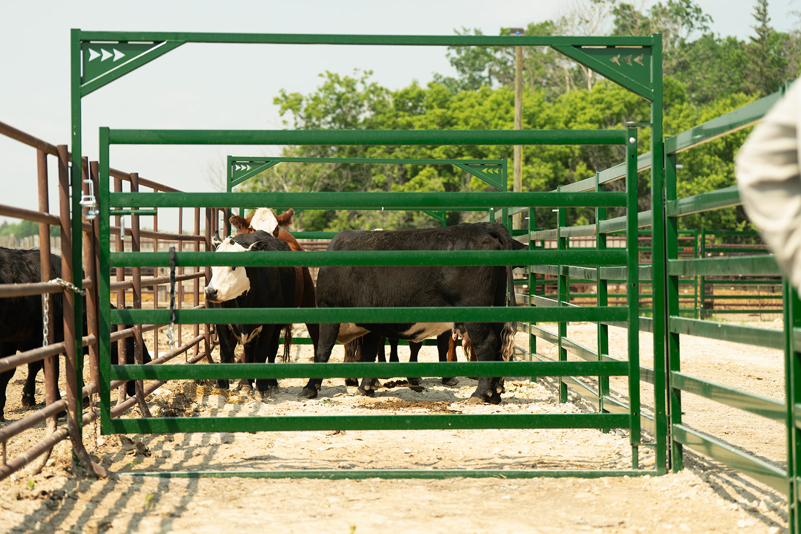 Arrow Cattle Gates with small group of brown and black cattle secured between them