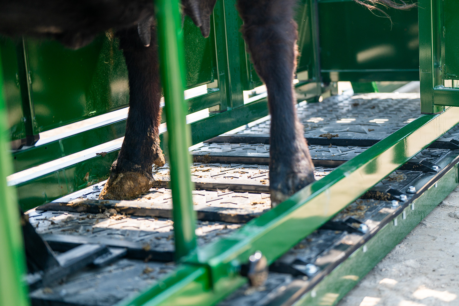 Black cow's hooves have excellent traction on true heavy-duty infinity rubber floor